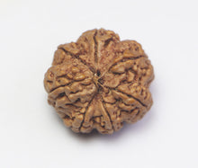 Load image into Gallery viewer, 7 Mukhi Rudraksha(Nepali) - Amla Size with X-ray report.