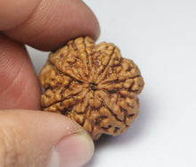Load image into Gallery viewer, 7 Mukhi Rudraksha(Nepali) - Amla Size with X-ray report.