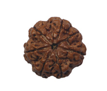 Load image into Gallery viewer, 7 Mukhi Rudraksha(Nepali) - Small Size with X-ray Report