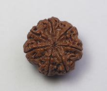 Load image into Gallery viewer, 7 Mukhi Rudraksha(Nepali) - Small Size with X-ray Report