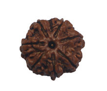 Load image into Gallery viewer, 7 Mukhi Rudraksha(Nepali) - Medium Size with X-ray Report