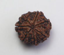 Load image into Gallery viewer, 7 Mukhi Rudraksha(Nepali) - Medium Size with X-ray Report