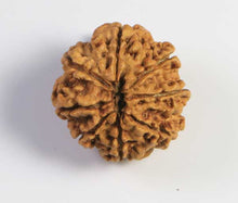 Load image into Gallery viewer, 8 mukhi Rudraksha (Nepal) - Small bead with X-ray report
