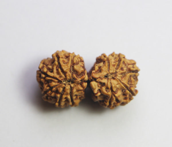 Gauri-Shankar Rudraksha(Nepali) - Small Size – Rudradhyay