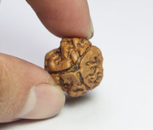 Load image into Gallery viewer, 3 Mukhi Rudraksha(Nepali) - Medium Size with X-ray report