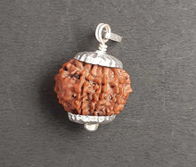 Load image into Gallery viewer, 8 mukhi Nepali rudraksha (Silver Capping) - Rudradhyay