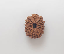 Load image into Gallery viewer, 14 Face certified original Nepali Rudraksha - Rudradhyay