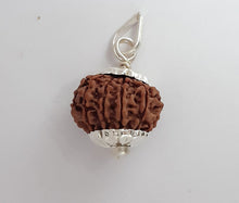 Load image into Gallery viewer, 10 mukhi Nepali Rudraksha (Silver capping) - Rudradhyay