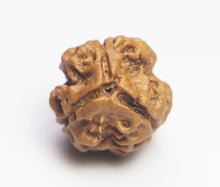 Load image into Gallery viewer, 3 Mukhi Rudraksha(Nepali) - Big Size with X-ray report