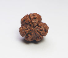 Load image into Gallery viewer, 3 Mukhi Rudraksha(Nepali) - Small Size with X-ray report