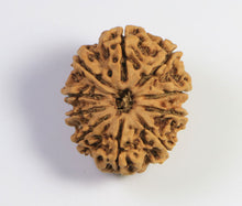 Load image into Gallery viewer, 10 Mukhi Rudraksha (Nepali) - Medium Size with X-ray report