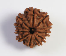 Load image into Gallery viewer, 11 mukhi Rudraksha (Nepali) - Small Size with X-ray report