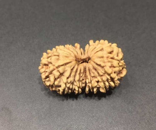 18 Face(mukhi) Rudraksha - Origin Nepali - Rudradhyay