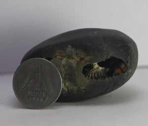 Lakshmi Narayana Shaligram