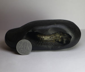 Lakshmi Narayana Shaligram