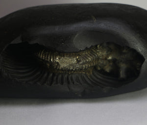 Lakshmi Narayana Shaligram