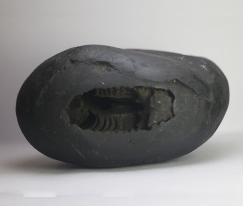 Lakshmi Narayana Shaligram