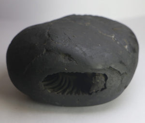 Lakshmi Narayana Shaligram